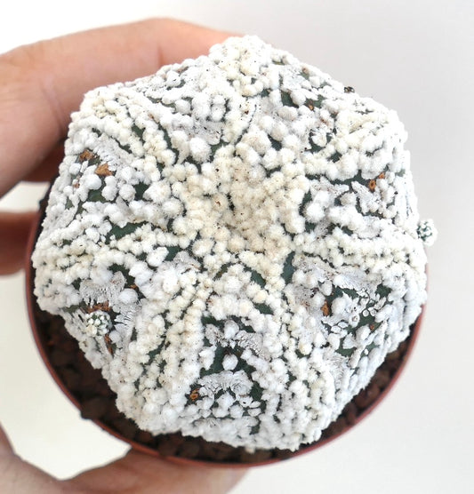 Astrophytum asterias cv HANAZONO rare star-shaped succulent cactus with dense white woolly areoles