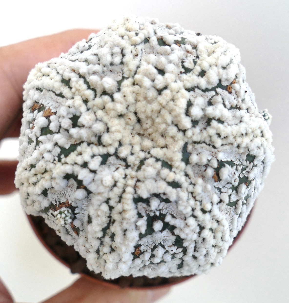 Astrophytum asterias cv HANAZONO rare cactus succulent avec des aréoles blanches duveteuses et un motif en forme d'étoile