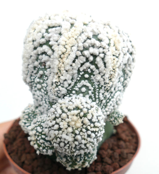 Astrophytum asterias cv HANAZONO multi-branched succulent cactus with dense white woolly areoles and green body