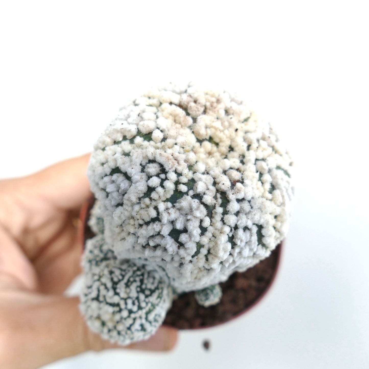Astrophytum asterias cv HANAZONO multi-branched white fuzzy textured succulent cactus specimen