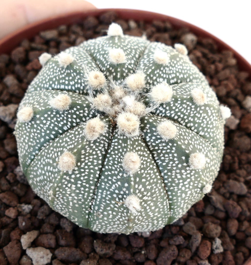 Astrophytum asterias cv OIBBO MULTIPUNCTATUM KF1 rare round succulent cactus with white spots and woolly areoles