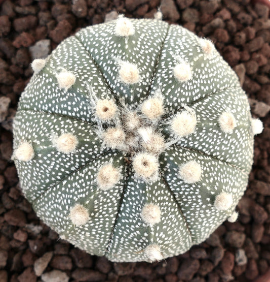 Astrophytum asterias cv OIBBO MULTIPUNCTATUM KF1 rare round succulent cactus with white speckles and woolly areoles