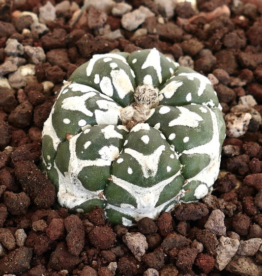 Astrophytum asterias cv SUPERKABUTO V-TYPE MAJOR rare round cactus with white speckled patterns on green body
