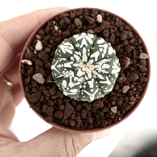 Astrophytum asterias cv SUPERKABUTO V-TYPE MAJOR small round succulent cactus with white patterned areoles