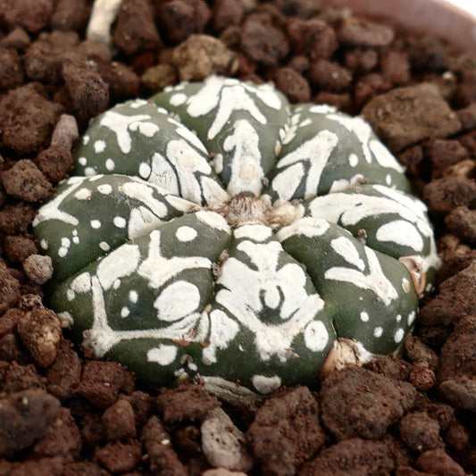 Astrophytum asterias cv SUPERKABUTO V-TYPE MAJOR rare round cactus with white speckled patterns