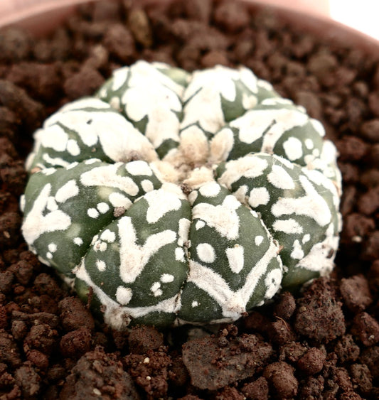 Astrophytum asterias cv SUPERKABUTO V-TYPE MAJOR succulent cactus with white woolly spots and rounded shape