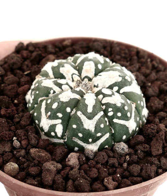 Astrophytum asterias cv SUPERKABUTO V-TYPE MAJOR small round cactus with white speckled patterns