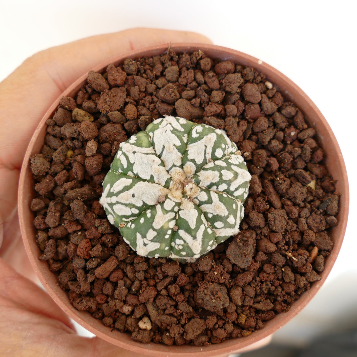 Astrophytum asterias cv SUPERKABUTO V-TYPE MAJOR petit cactus succulent rond avec des taches blanches
