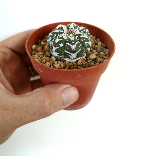 Astrophytum asterias cv SUPERKABUTO V-TYPE MAJOR small round cactus with white speckled pattern in pot