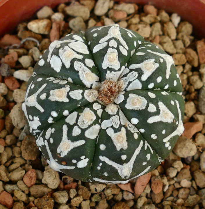 Astrophytum asterias cv SUPERKABUTO V-TYPE MAJOR succulent cactus with white textured spots and round shape