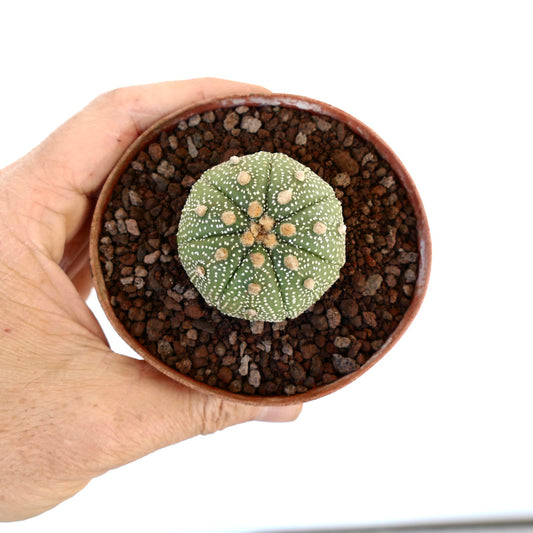 Astrophytum asterias var. tamaulipensis small round green cactus with white dots and woolly areoles