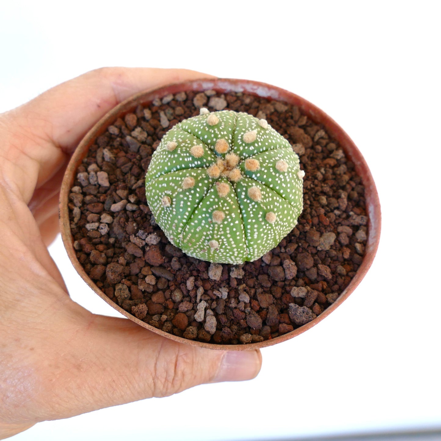Astrophytum asterias var. tamaulipensis small round cactus with white dots and soft brown areoles