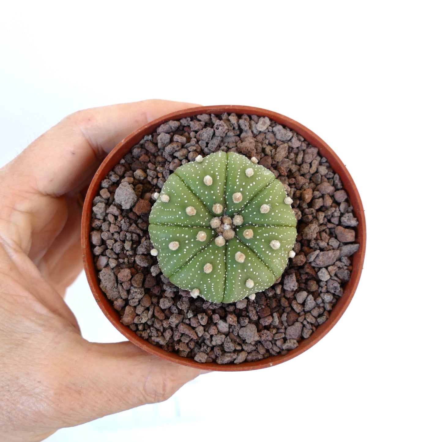 Astrophytum asterias var. tamaulipensis small round succulent cactus with white dots and woolly areoles