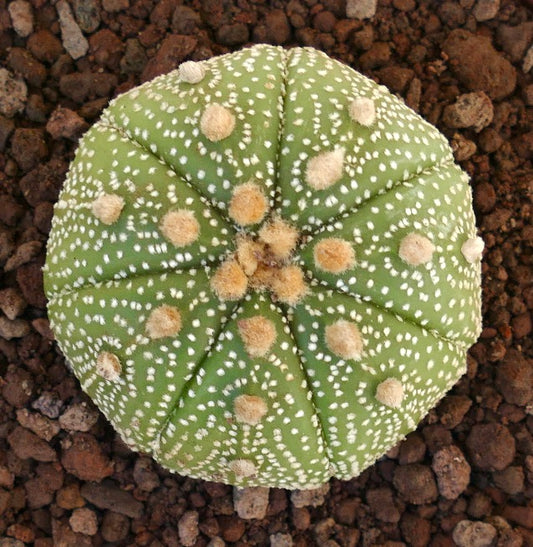 Astrophytum asterias var. tamaulipensis R7
