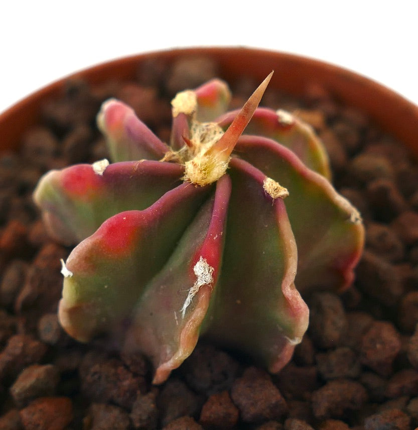 Astrophytum capricorne rare succulent cactus with colorful ribs and single long spine