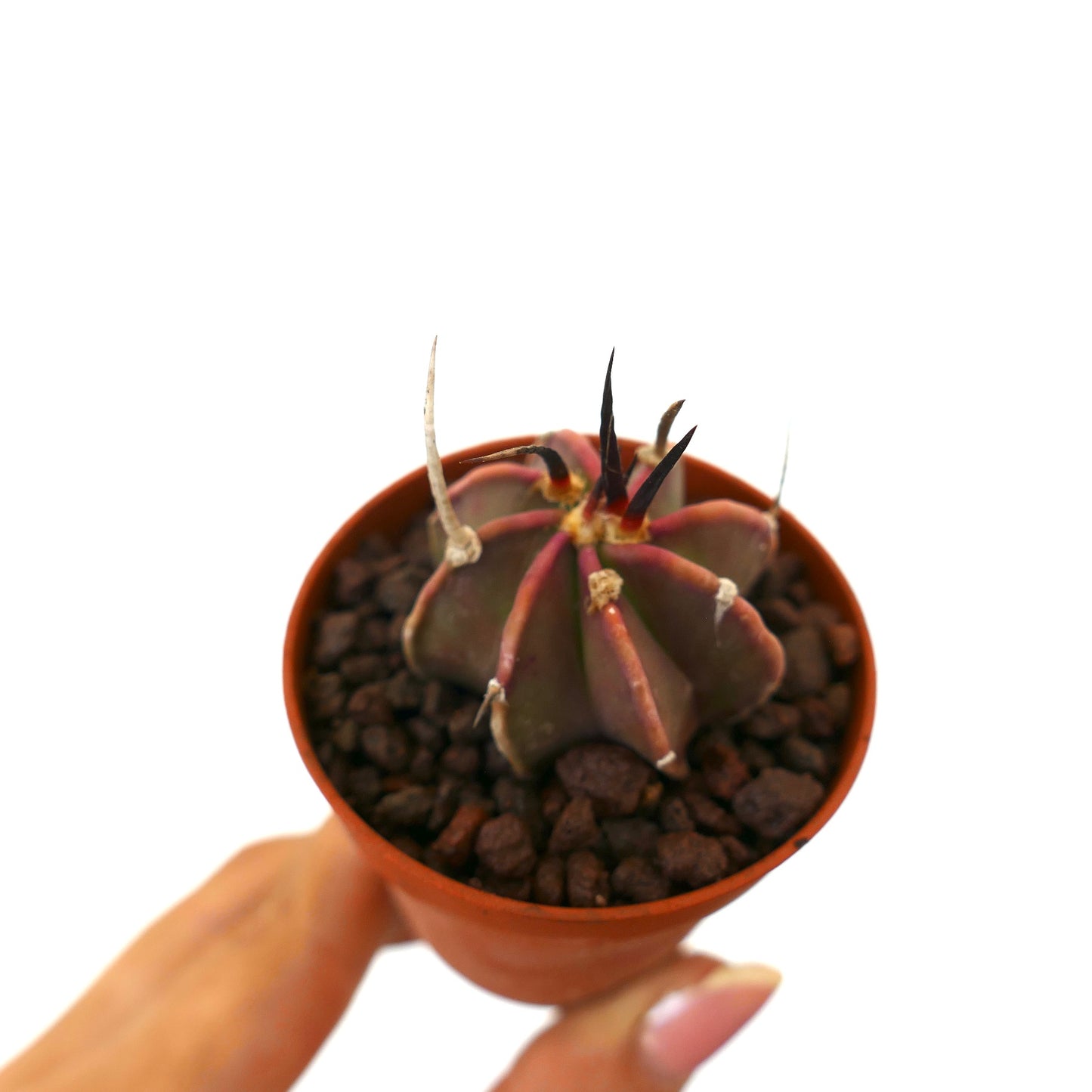 Astrophytum capricorne small succulent cactus with dark spines in terracotta pot