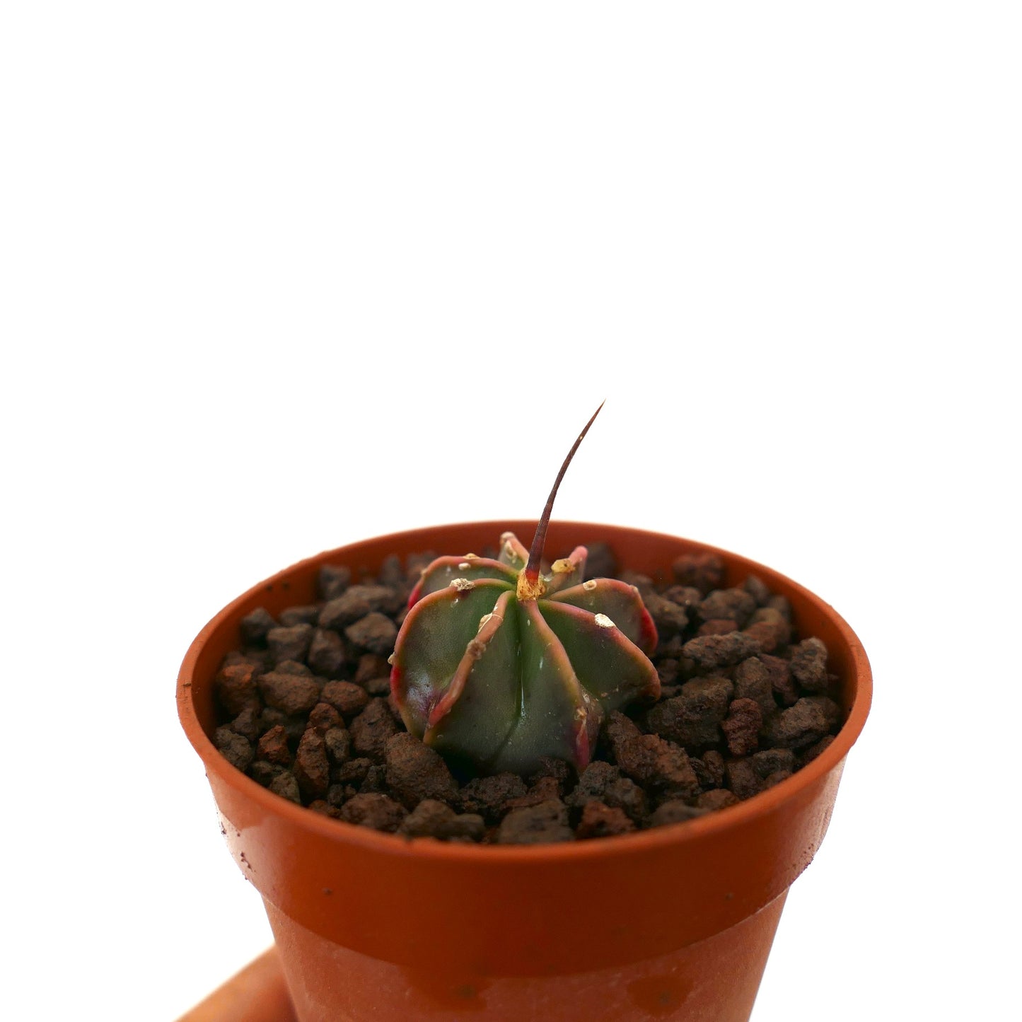 Astrophytum capricorne small succulent cactus with prominent central spine in terracotta pot