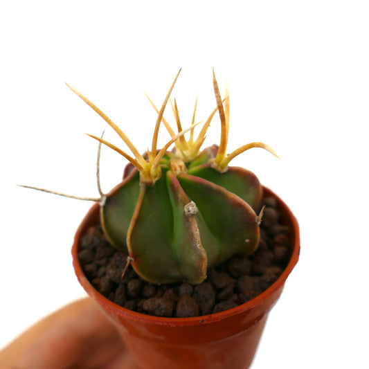 Astrophytum capricorne succulent cactus with long yellow spines in small pot