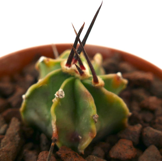 Astrophytum capricorne succulent cactus seedling with long dark spines and ribbed green body