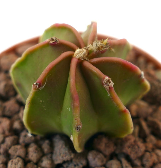 Astrophytum capricorne NUDUM rare succulent cactus with smooth green ribs and reddish edges