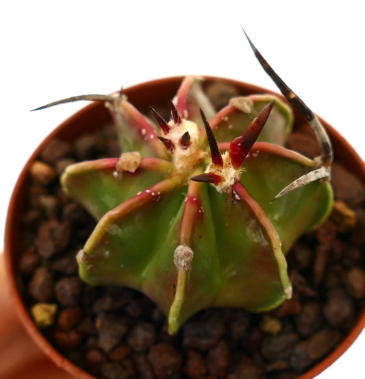 Astrophytum capricorne succulent cactus with prominent reddish spines and green ribbed body in pot