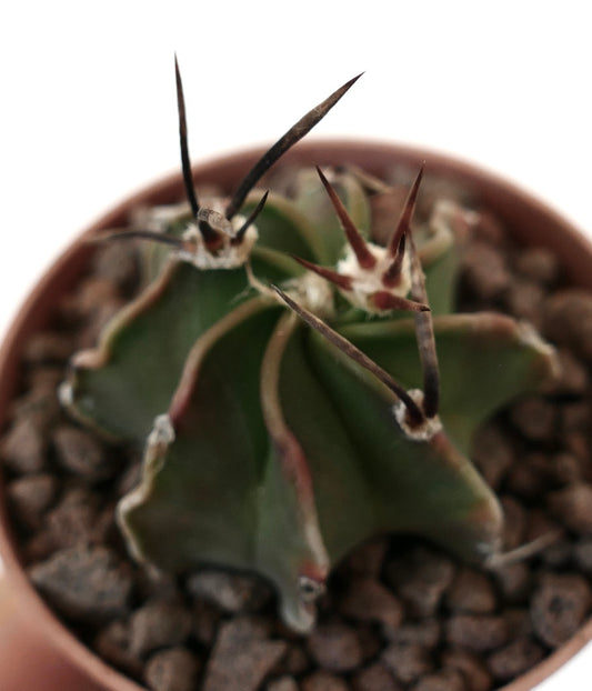 Astrophytum capricorne rare succulent cactus with long dark spines and ribbed green body