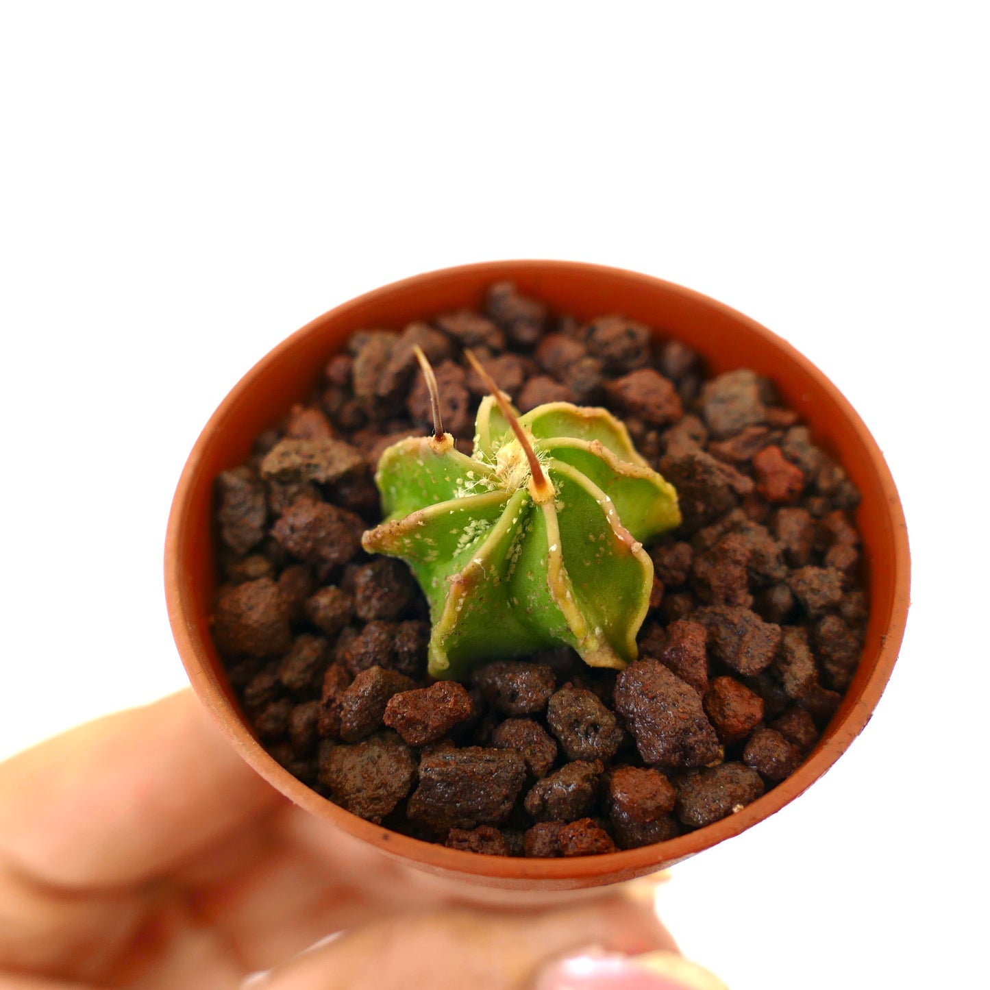 Astrophytum capricorne small green cactus seedling with prominent spines in pot