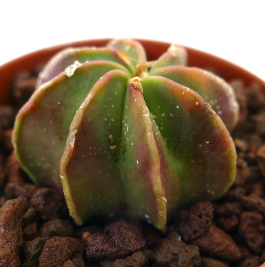 Astrophytum capricorne succulent cactus with ribbed green and reddish hues in rocky soil