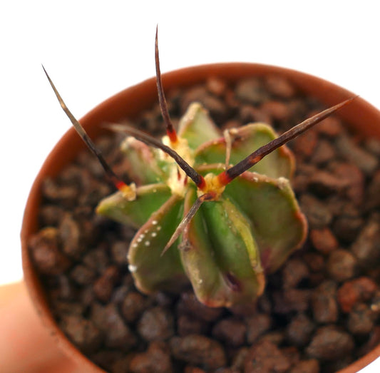 Astrophytum capricorne succulent cactus with long black spines and green ribbed body in pot