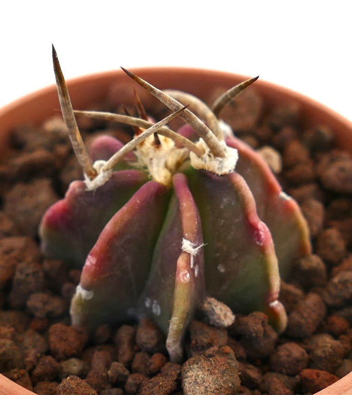 Astrophytum capricorne cv BUFFALO REDDISH BODY rare succulent cactus with long curved spines and reddish-green body