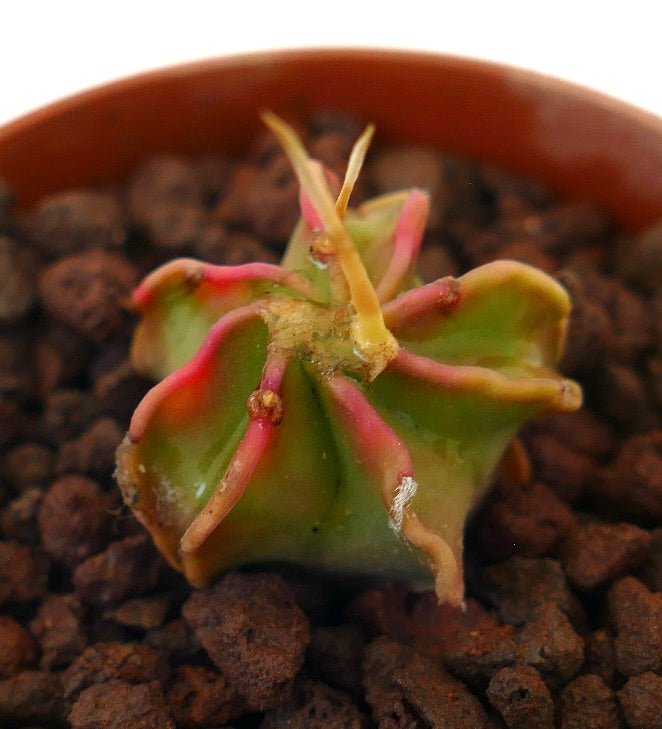 Astrophytum capricorne cv BUFFALO small succulent cactus with green and pink ridges and spines