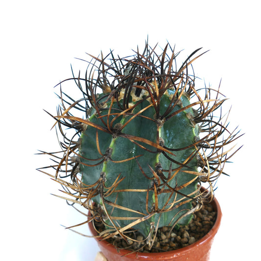 Top view of Astrophytum capricorne cv BUFFALO 'TAIHO-GYOKU' cactus with dense, twisted spines radiating from its ribbed green body in a plastic pot.