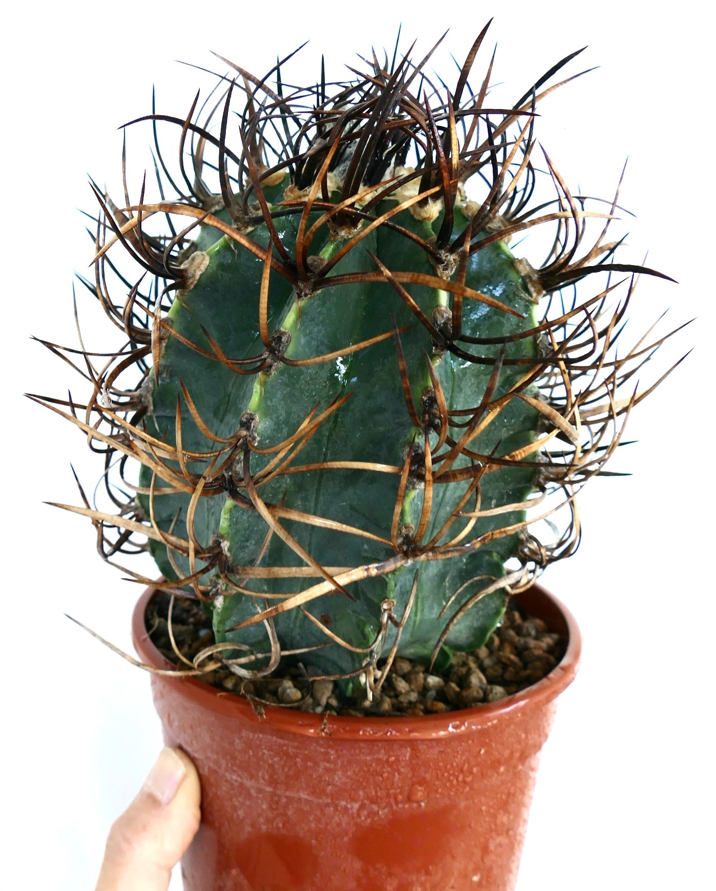 Side view of Astrophytum capricorne cv BUFFALO 'TAIHO-GYOKU' cactus in a plastic pot, showing its compact green body surrounded by long, arching spines.