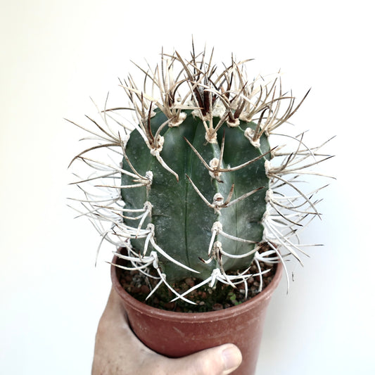 Astrophytum capricorne cv BUFFALO succulent cactus with long curved spines in terracotta pot
