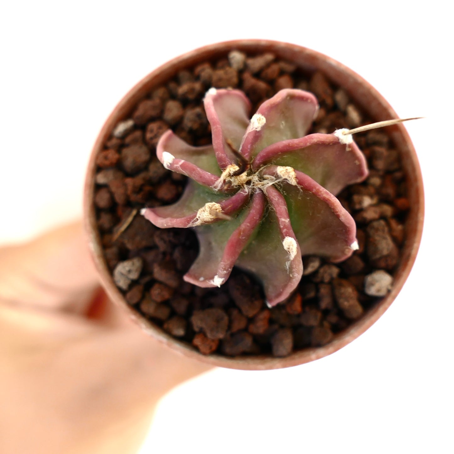 Astrophytum capricorne cv BUFFALO succulent cactus with reddish curved ribs and white areoles in pot
