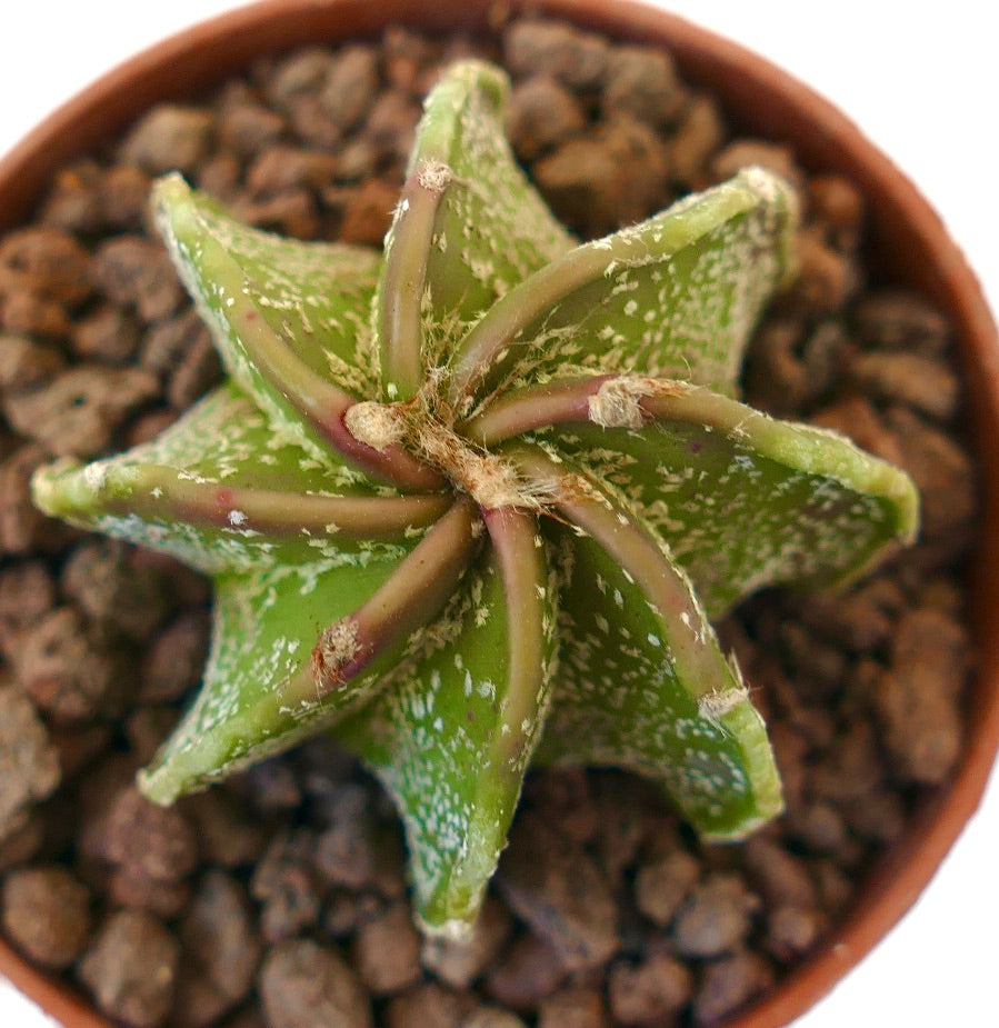 Astrophytum capricorne cv THAYO NUDUM succulent cactus with star-shaped green body and fine white speckles