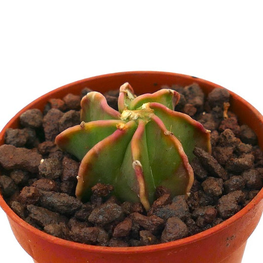 Astrophytum capricorne cv THAYO succulent cactus with green body and red-tipped ribs in pot