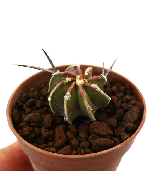Astrophytum capricorne small cactus with long spines and ribbed green body in pot