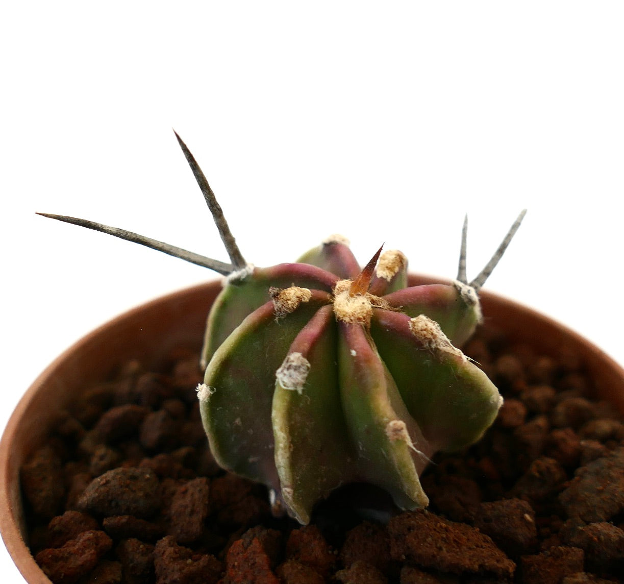 Astrophytum capricorne small cactus with long sharp spines and green ribbed body