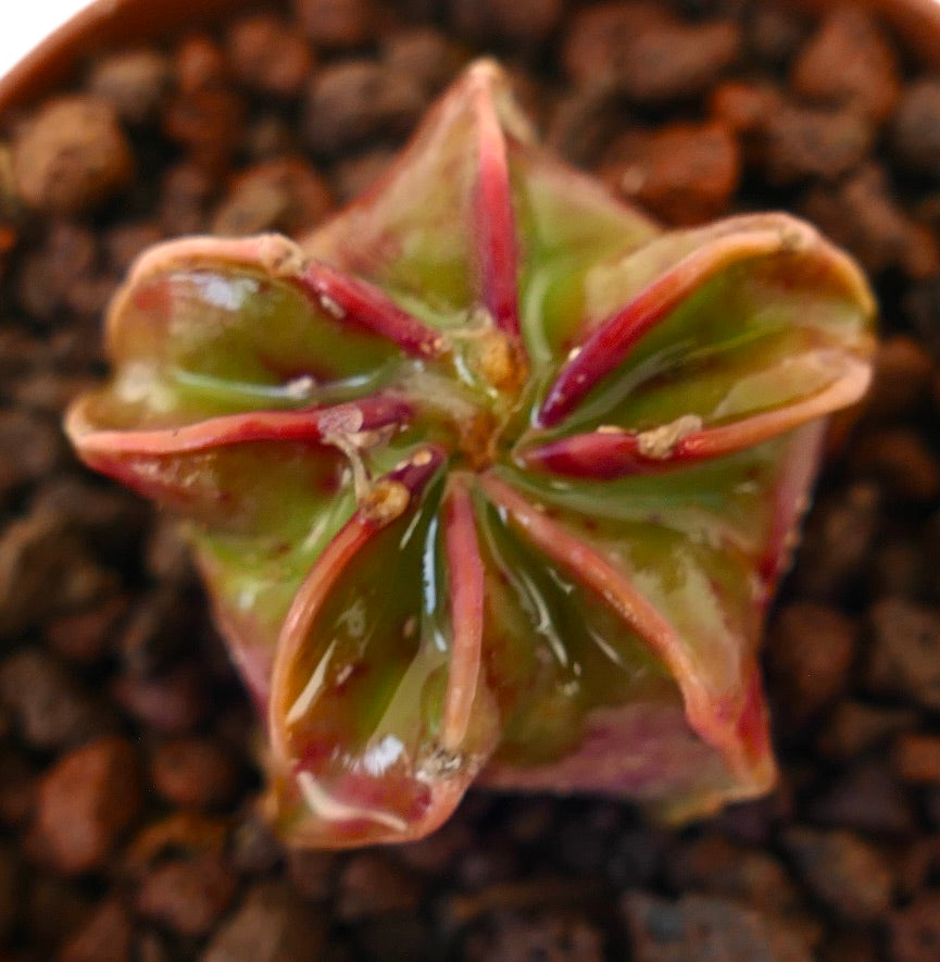 Astrophytum capricorne cv succulent cactus with star-shaped ribs and reddish spines close-up view