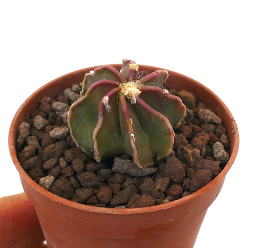 Astrophytum capricorne cv THAYO SIP10 small succulent cactus with ribbed green and purple stems