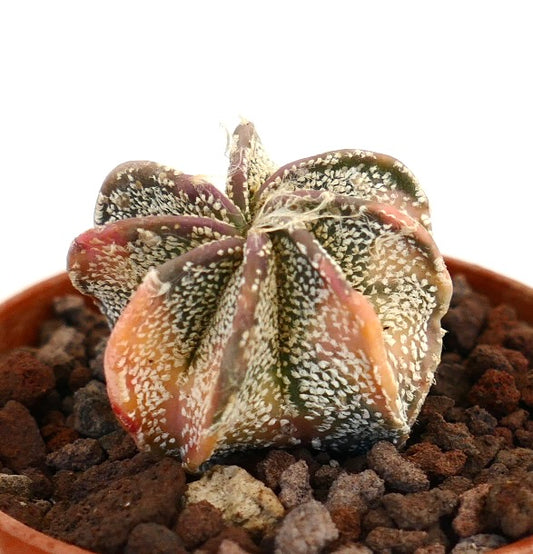 Astrophytum capricorne cv THAYO succulent cactus with variegated colorful ribbed body and white speckles