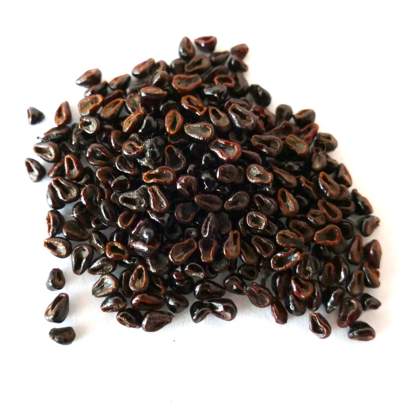 Zwartbruine Astrophytum capricorne var. senile afgebeeld op een witte ondergrond