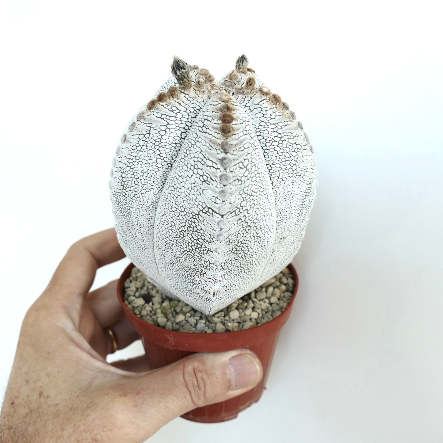 Hand holding a pot with Astrophytum Onzuka selected specimen, emphasizing its tall ribbed form, white cracked epidermis, and patterned surface.