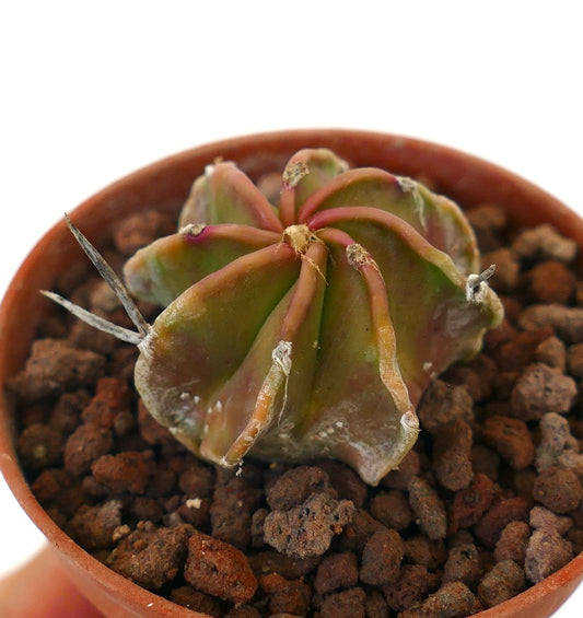 Astrophytum cv BUFFALO x NUDUM RED VG7 rare succulent cactus with ribbed structure and subtle red hues