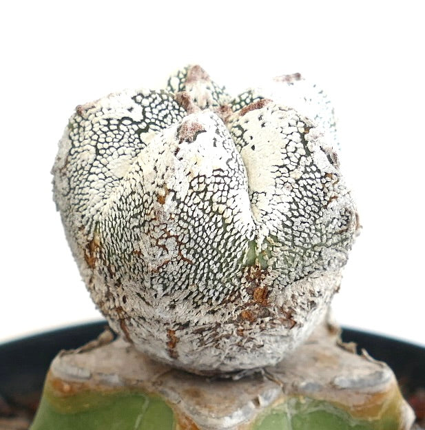 Astrophytum cv HAKUUN x ONZUKA seltener weißer, strukturierter Sukkulenten-Kaktus-Spezimen