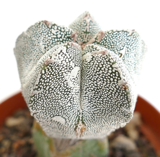 Astrophytum cv ONZUKA x HAKUUN rare succulent cactus with white speckled textured surface