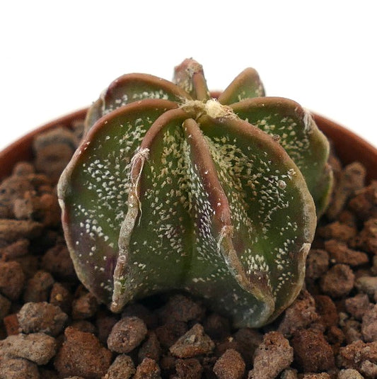 Astrophytum cv THAYO L2 succulent cactus with green ribbed body and white speckled texture