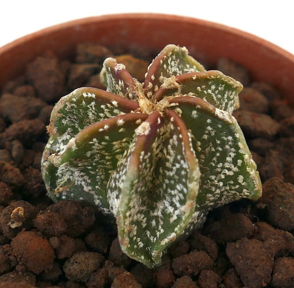 Astrophytum cv THAYO MULTIPUNCTATUM STM1 succulent cactus with star-shaped ribs and white speckled texture