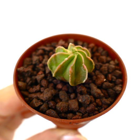 Astrophytum cv THAYO NUDUM small succulent cactus with rounded ribs and smooth green surface